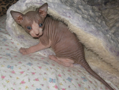 4 week old girl seal point kitten sphynx